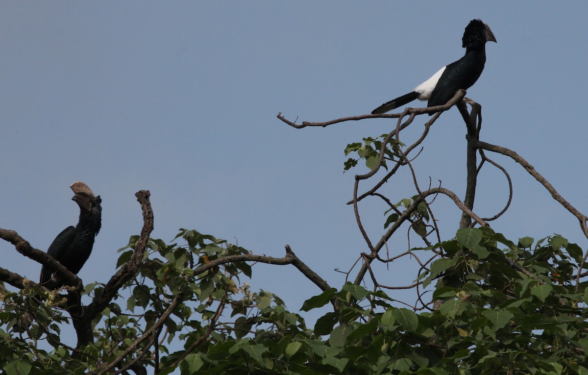 Silvery-cheeked Hornbill - ML621308773