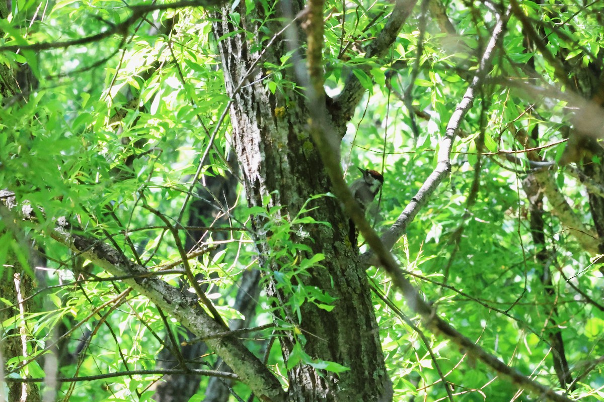 Lesser Spotted Woodpecker - ML621308774