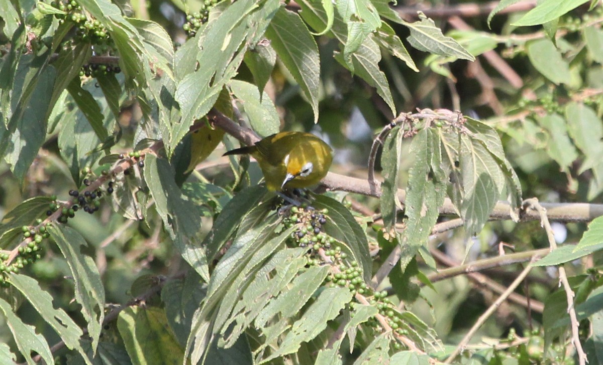 Kilimanjaro White-eye - ML621308777