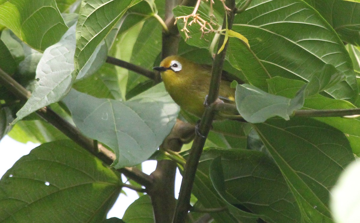 Kilimanjaro White-eye - ML621308778