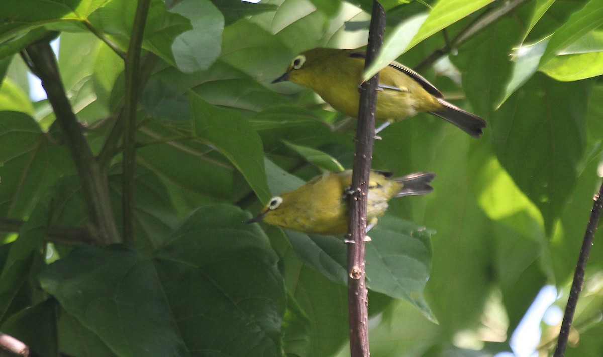 Kilimanjaro White-eye - ML621308779