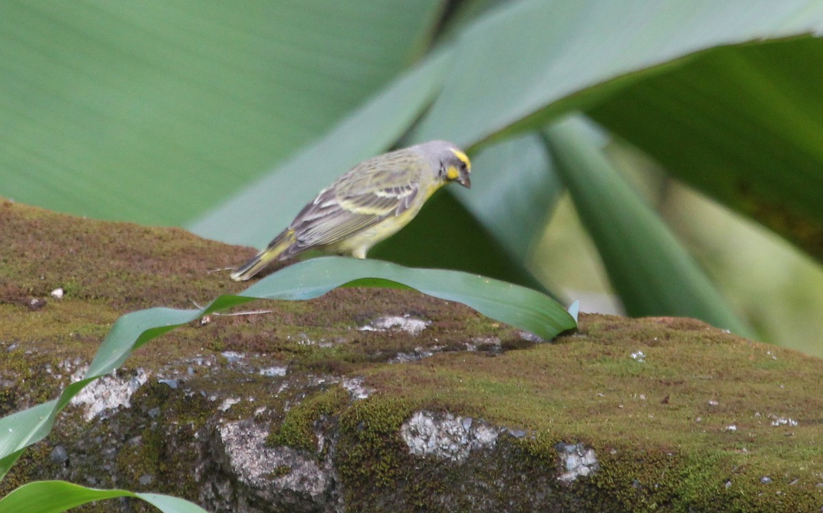 Serin du Mozambique - ML621308782