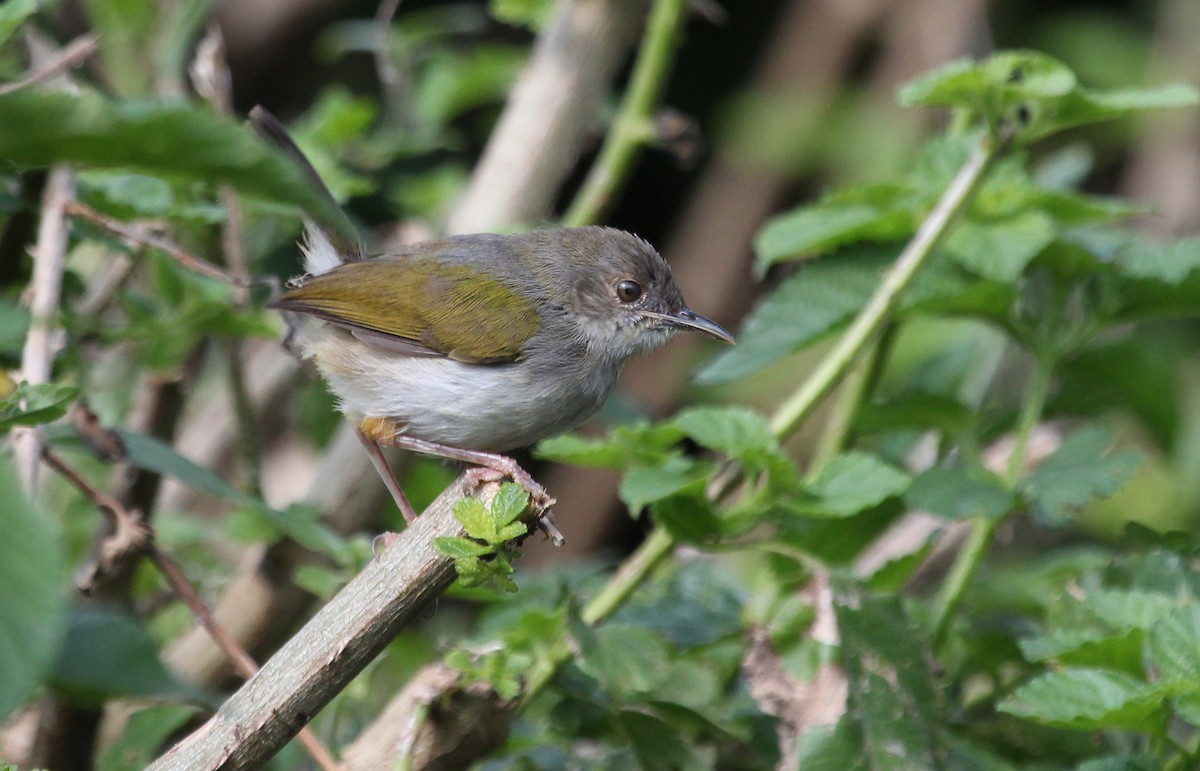 Green-backed Camaroptera - ML621308785