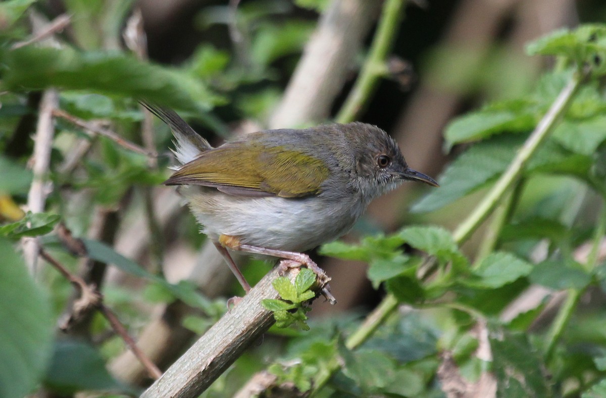 Green-backed Camaroptera - ML621308786