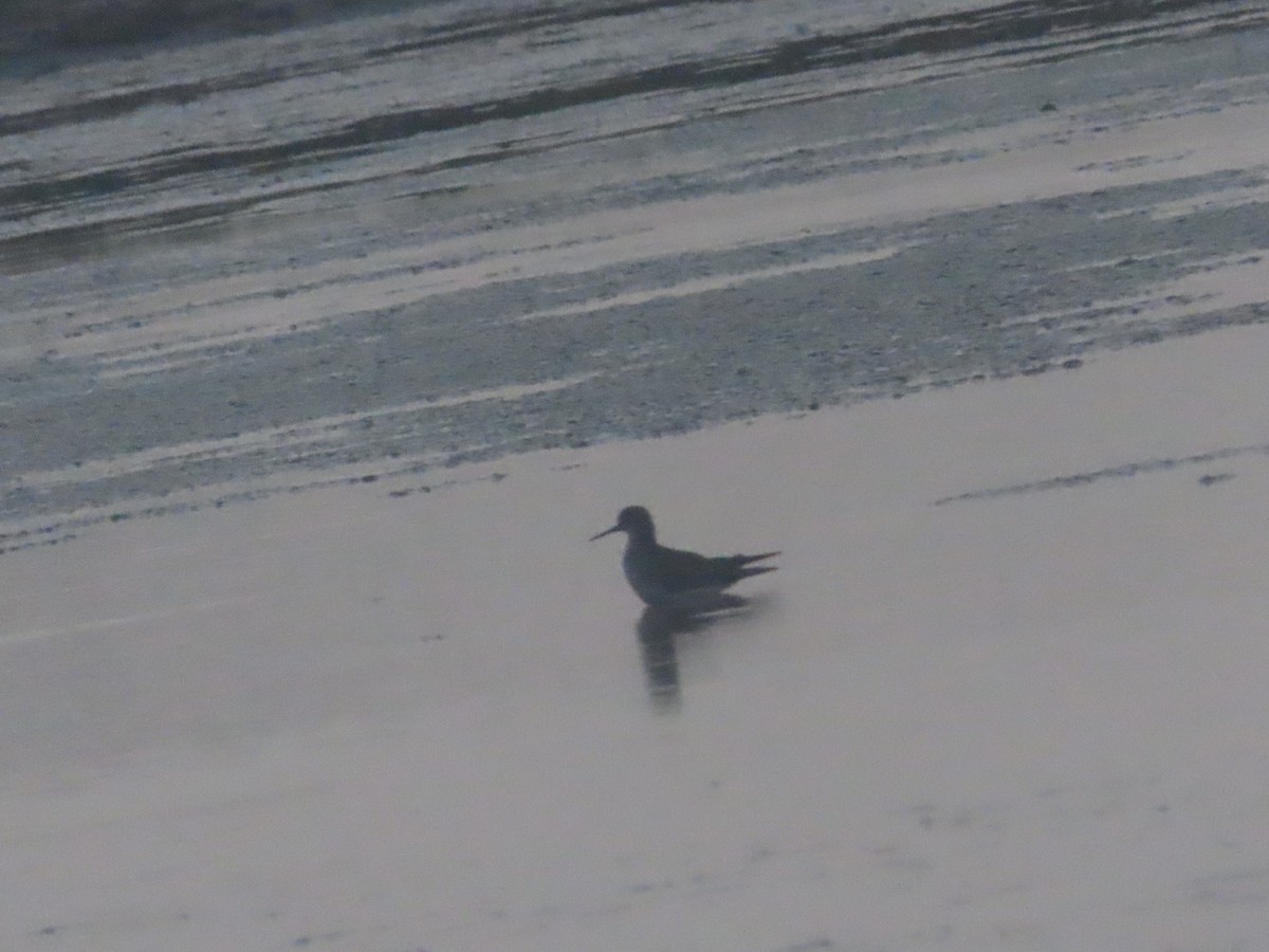 Lesser Yellowlegs - ML621308790