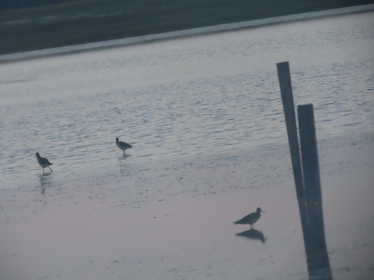 Lesser Yellowlegs - ML621308803