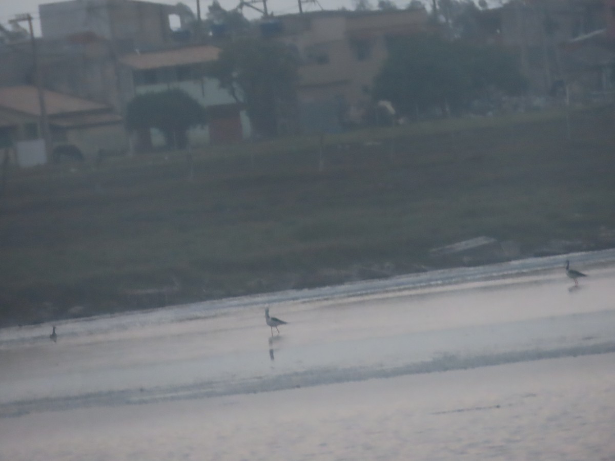 Black-necked Stilt - Joelma Mesquita