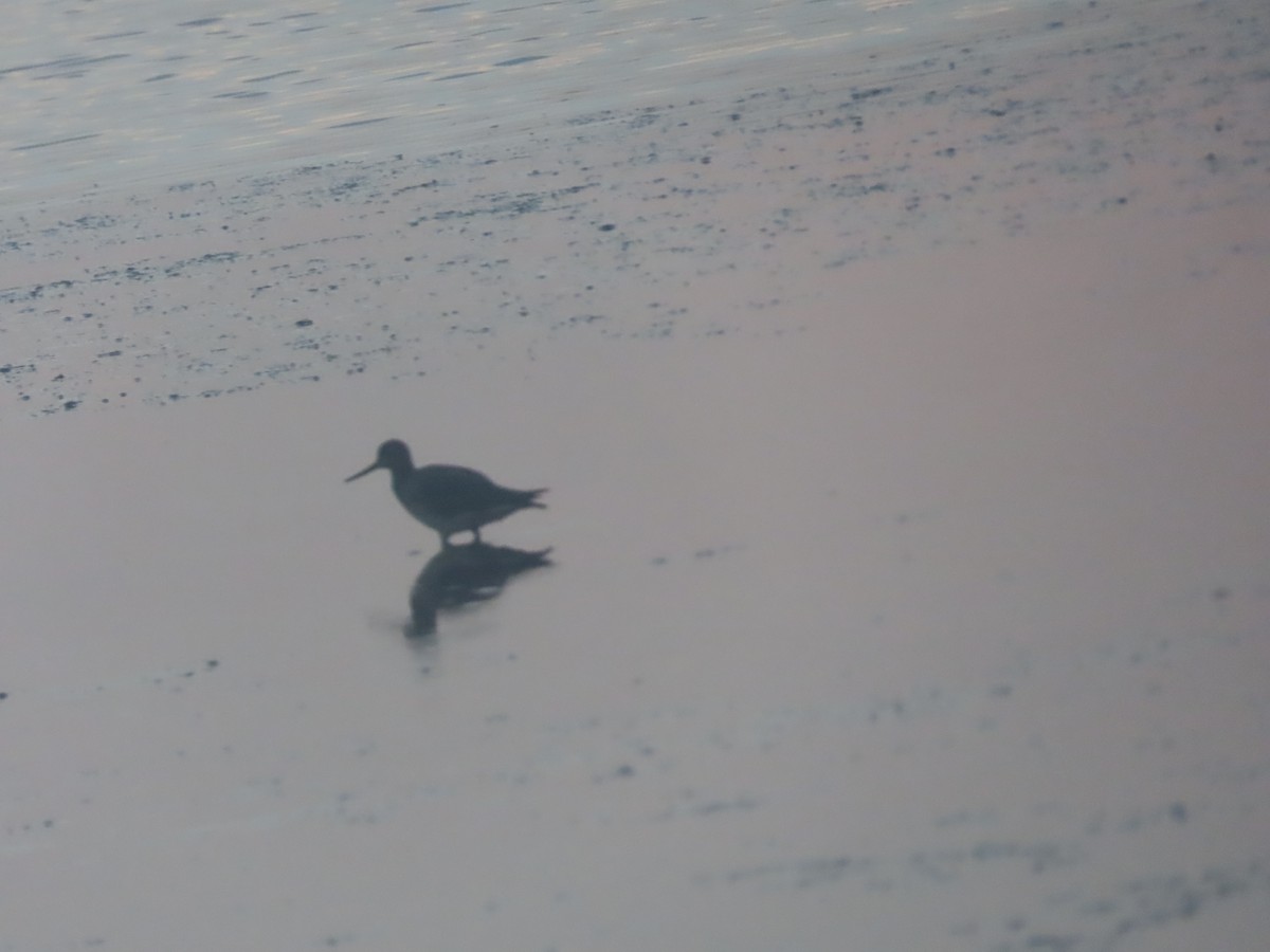 Lesser Yellowlegs - ML621308826