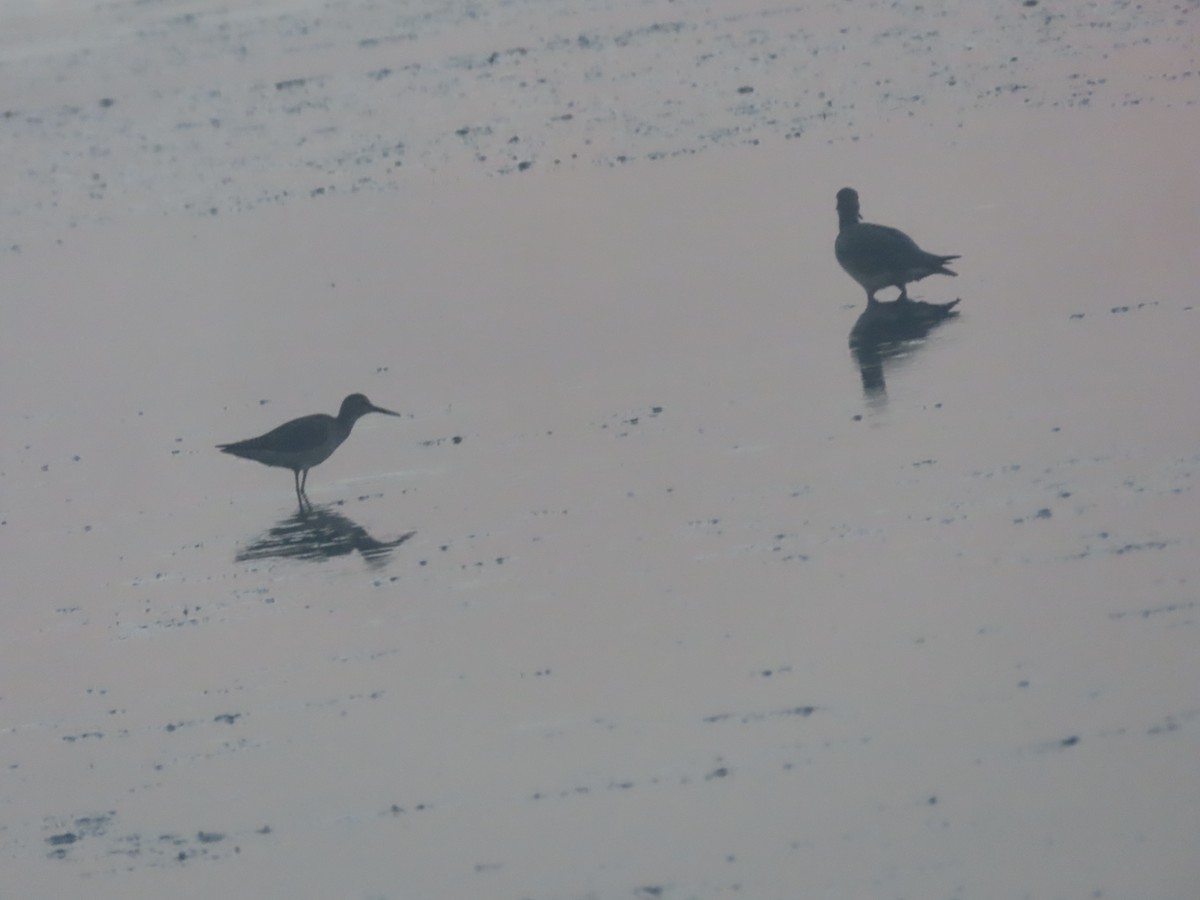 Lesser Yellowlegs - ML621308842