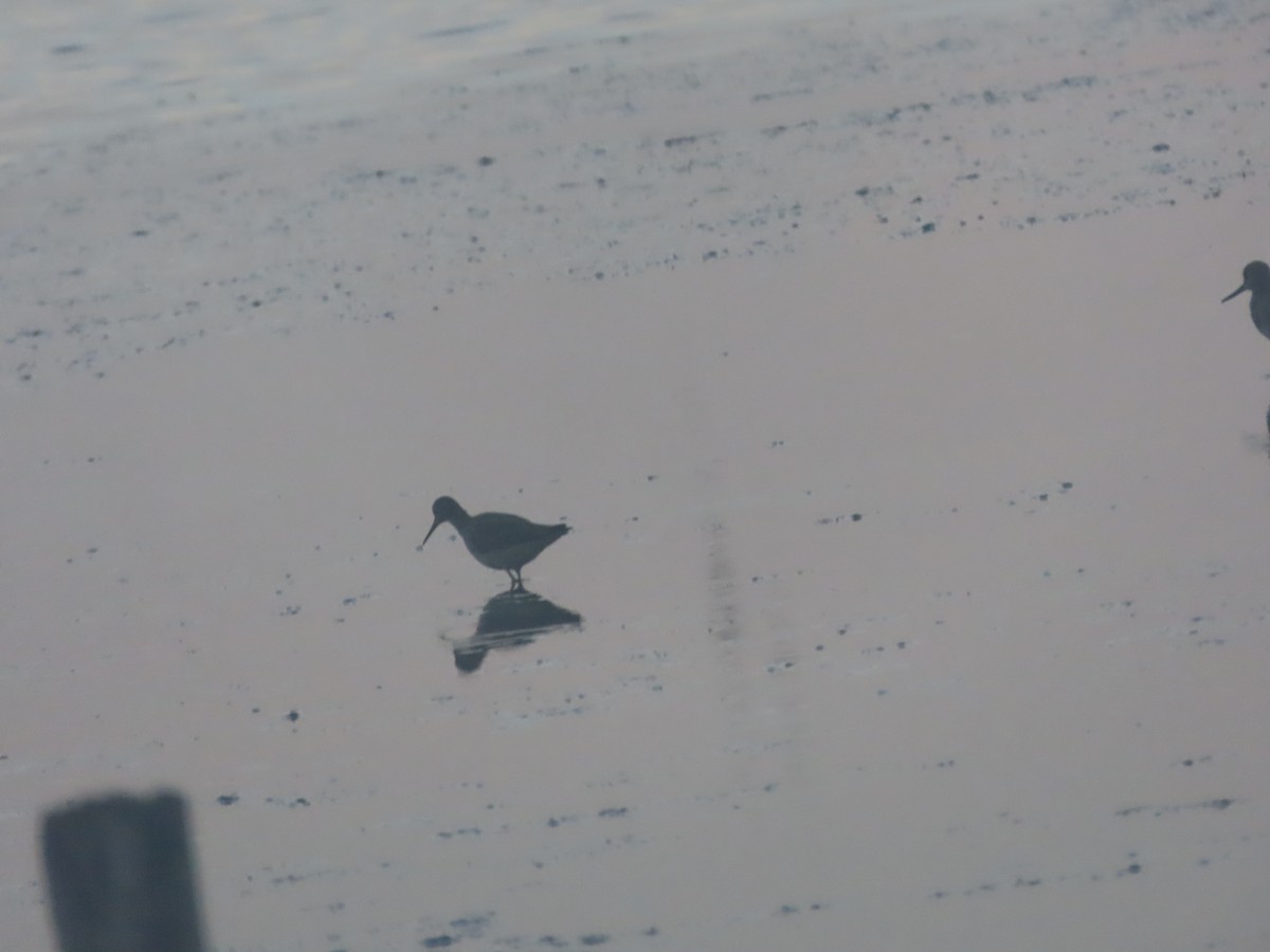 Lesser Yellowlegs - ML621308866