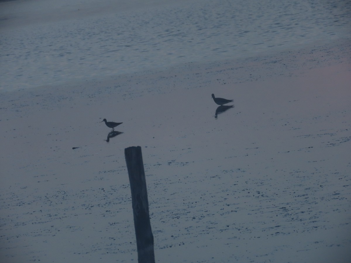 Lesser Yellowlegs - ML621308884