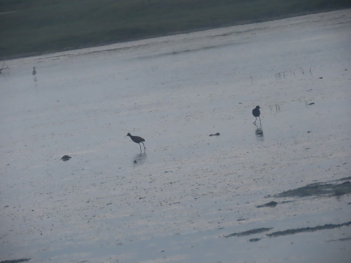 Lesser Yellowlegs - ML621308905