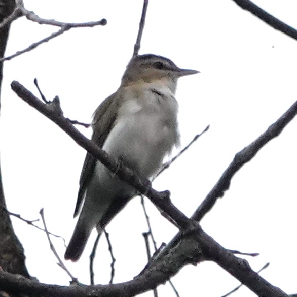 Red-eyed Vireo - ML621308912