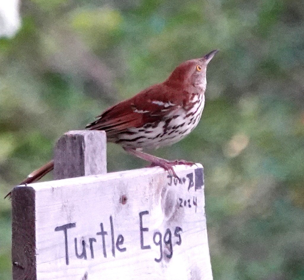 Brown Thrasher - ML621308917