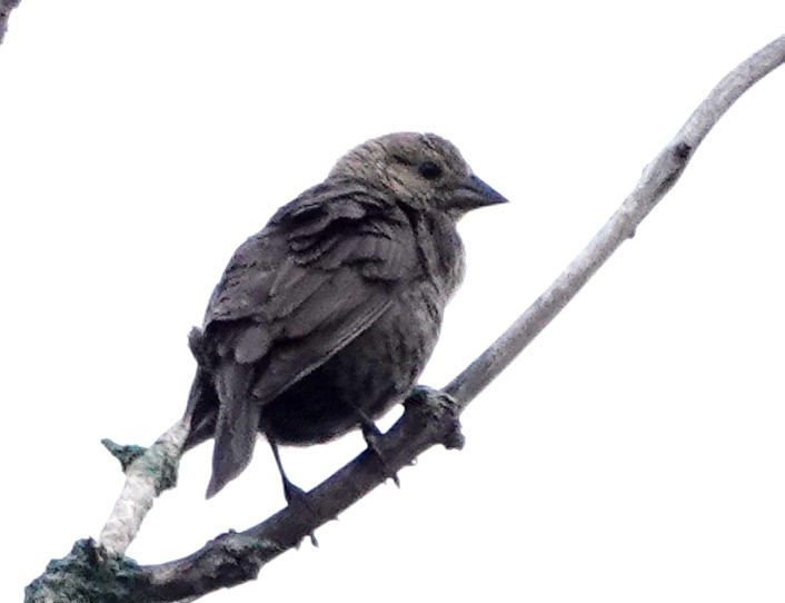 Brown-headed Cowbird - Peter Blancher