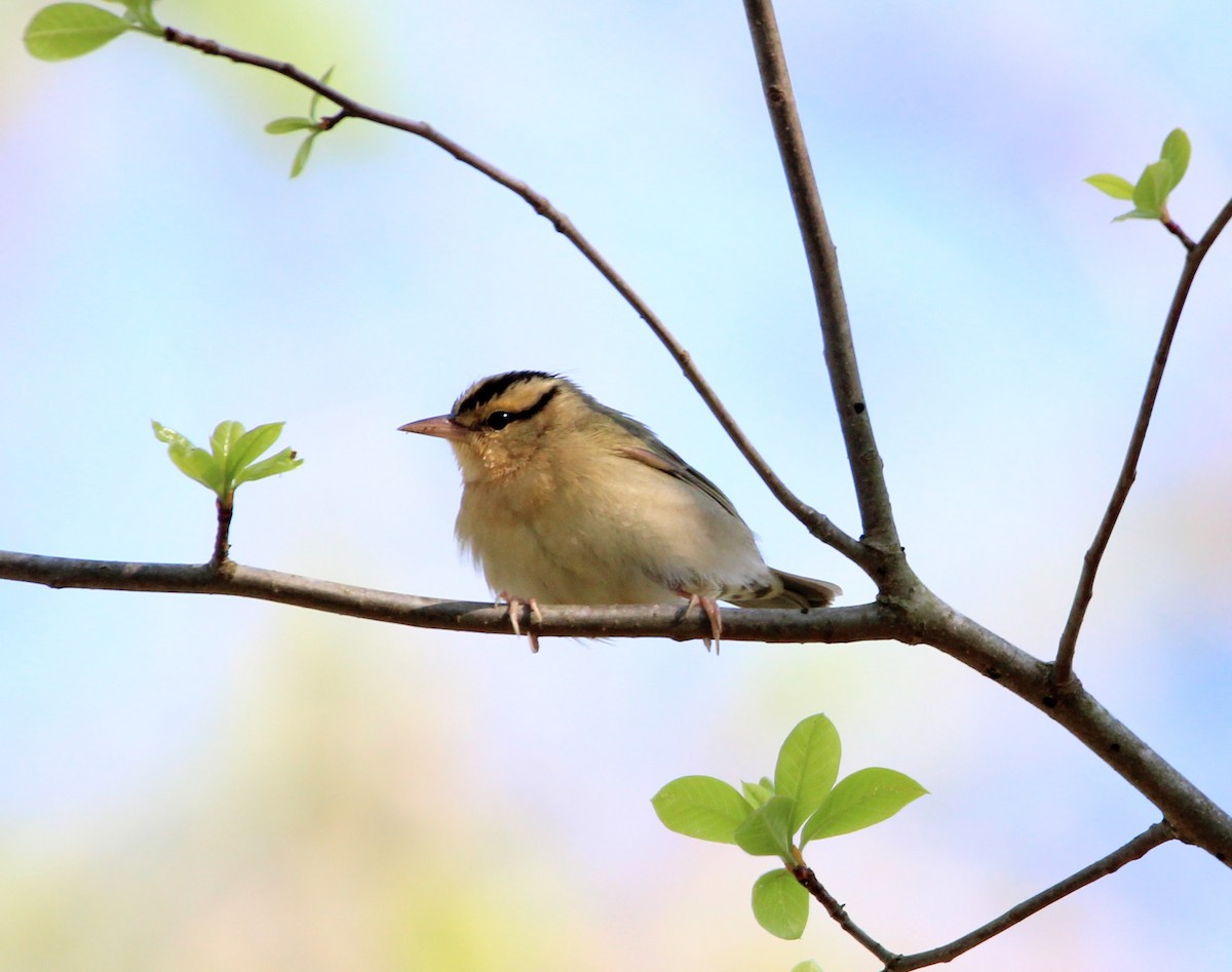 Worm-eating Warbler - ML621308937