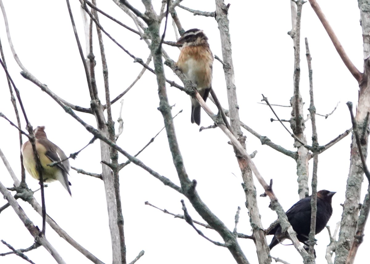 Rose-breasted Grosbeak - ML621308942