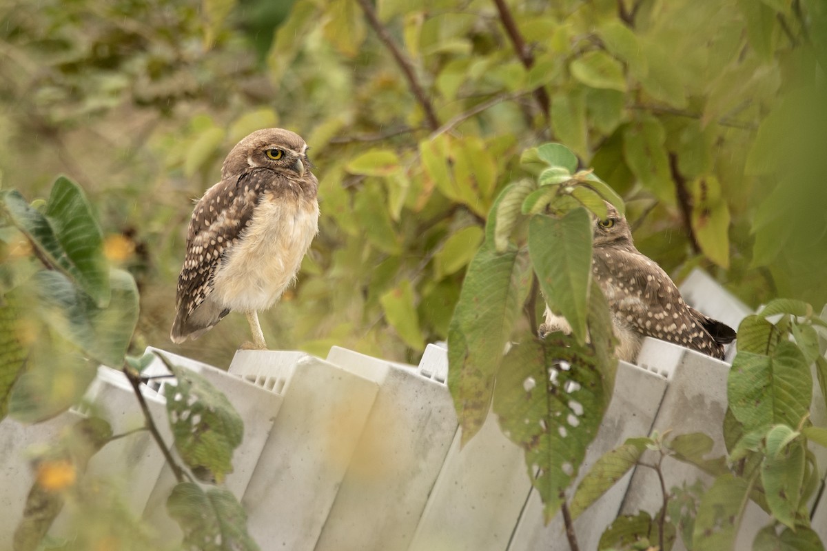 Burrowing Owl (grallaria) - ML621308952