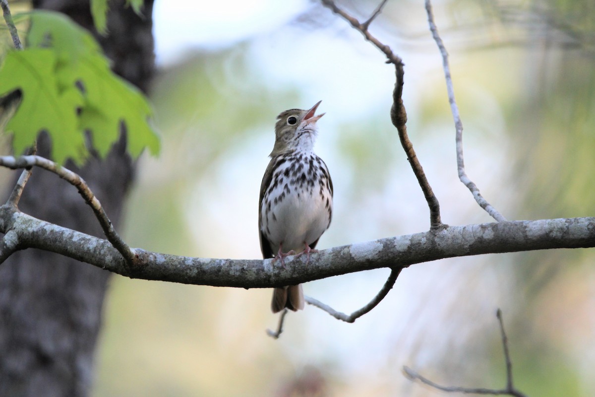 Ovenbird - ML621308966