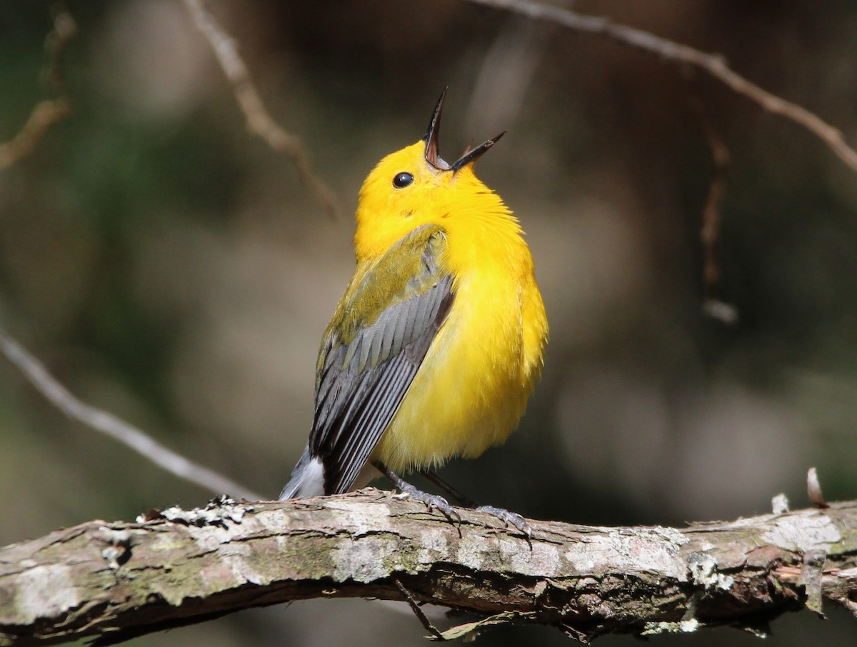 Prothonotary Warbler - ML621308971