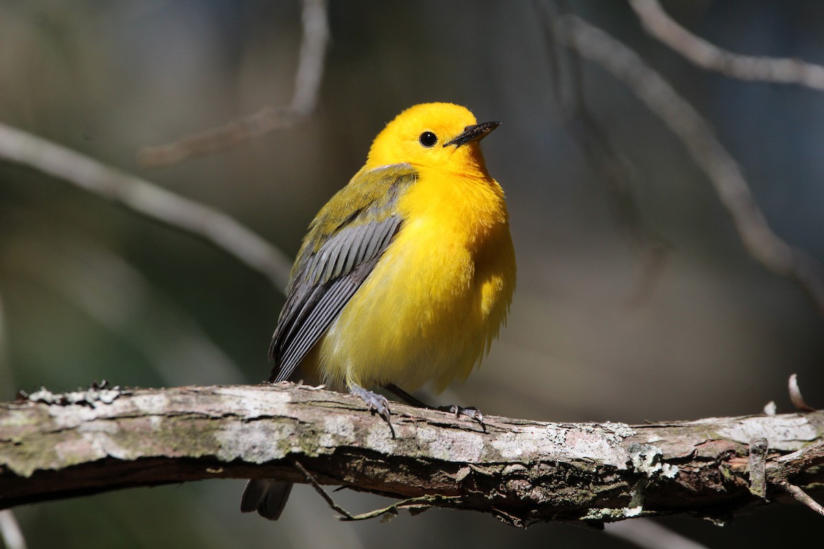 Prothonotary Warbler - ML621308972