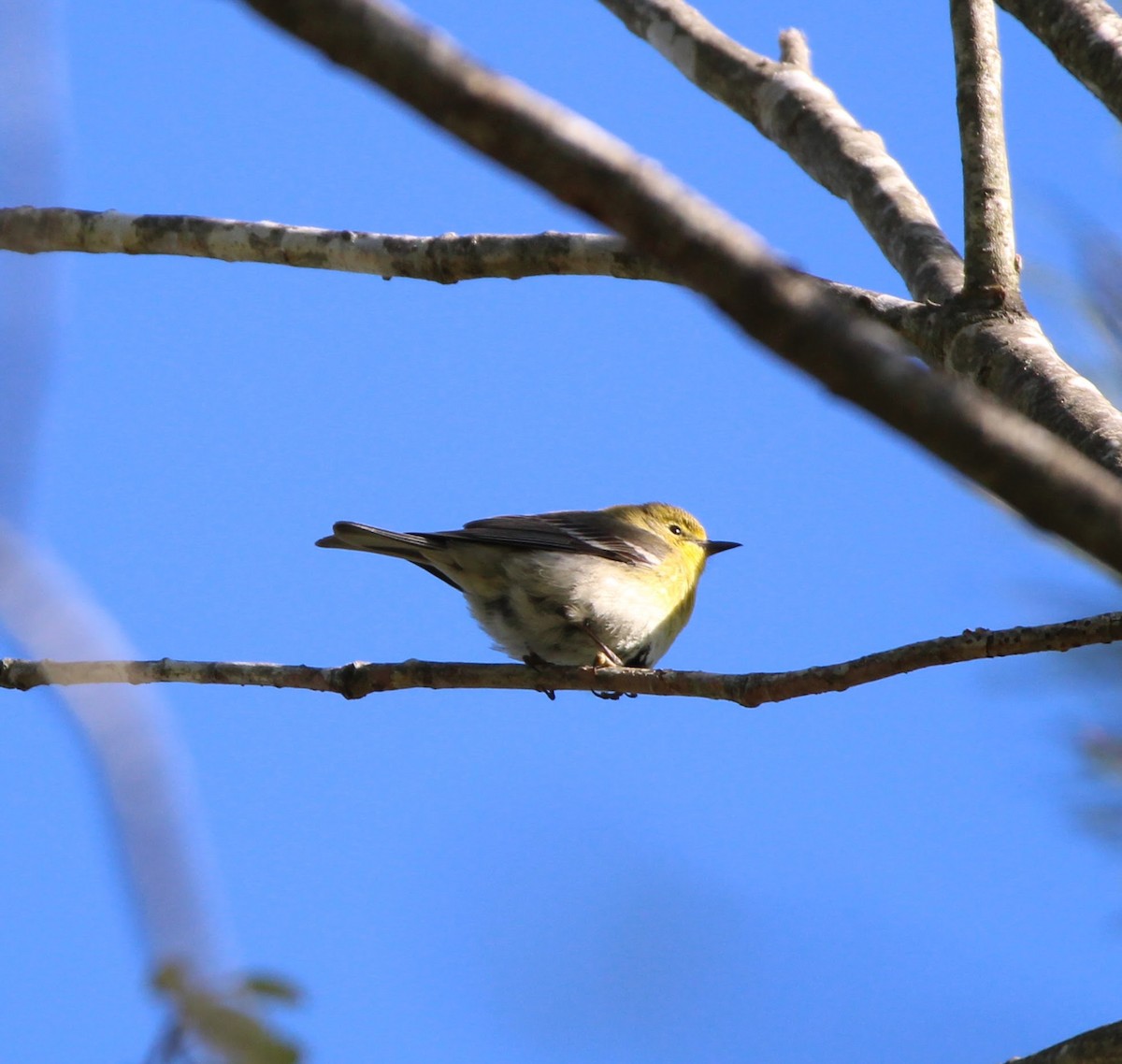 Pine Warbler - TJ  Mooney