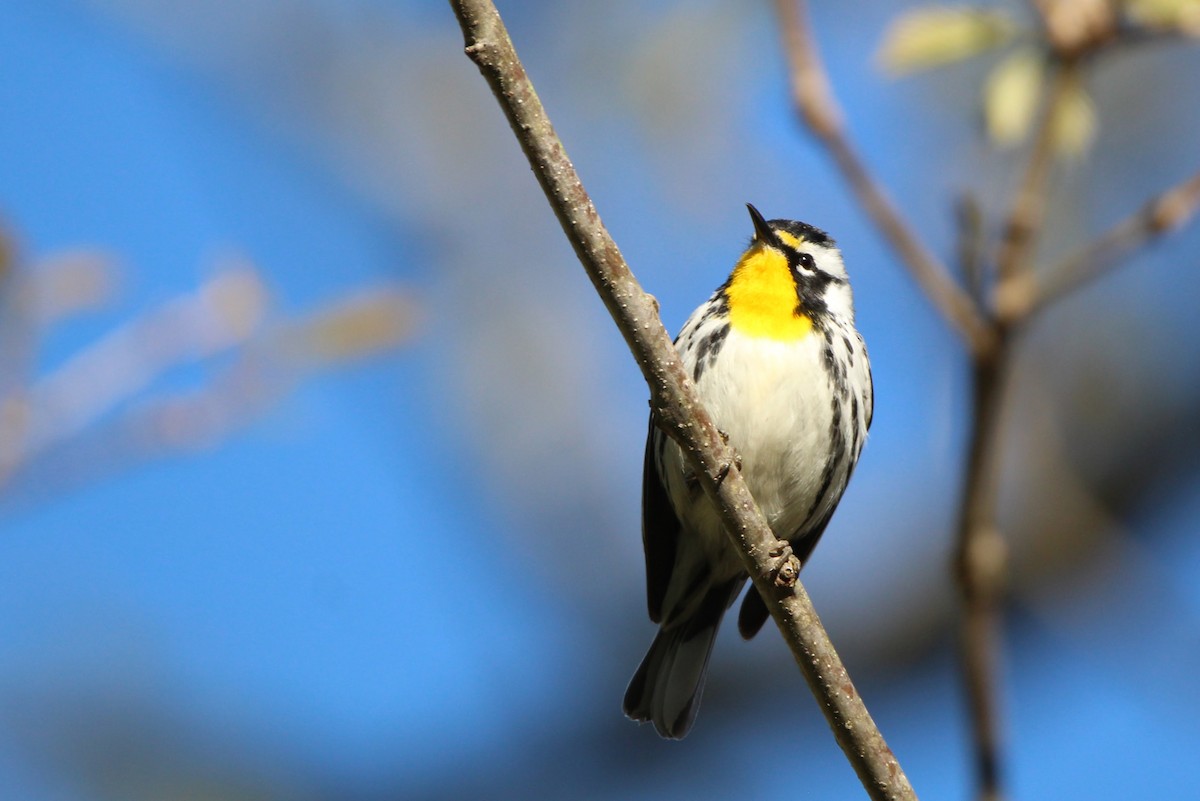 Yellow-throated Warbler - ML621308985