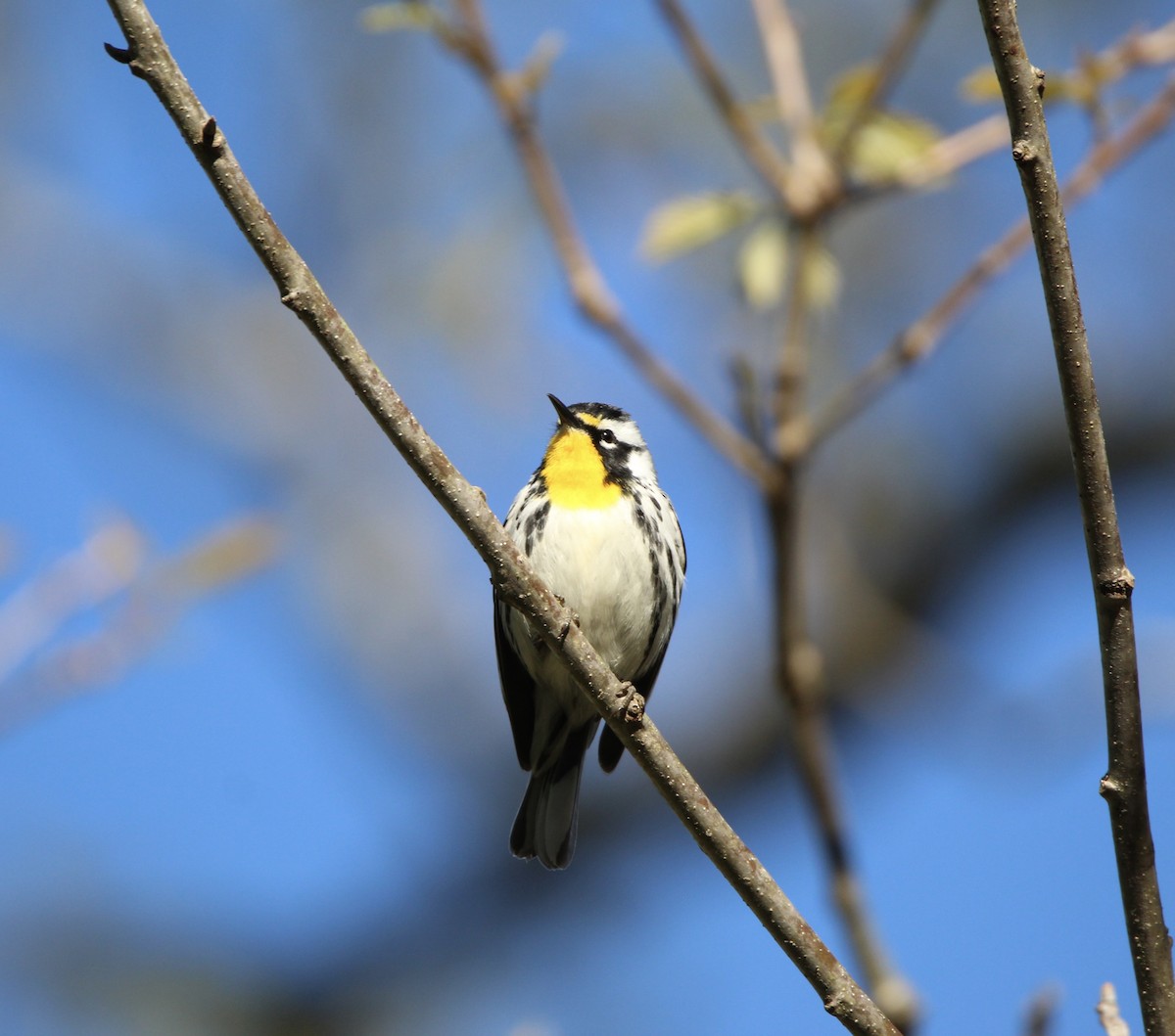 Yellow-throated Warbler - TJ  Mooney