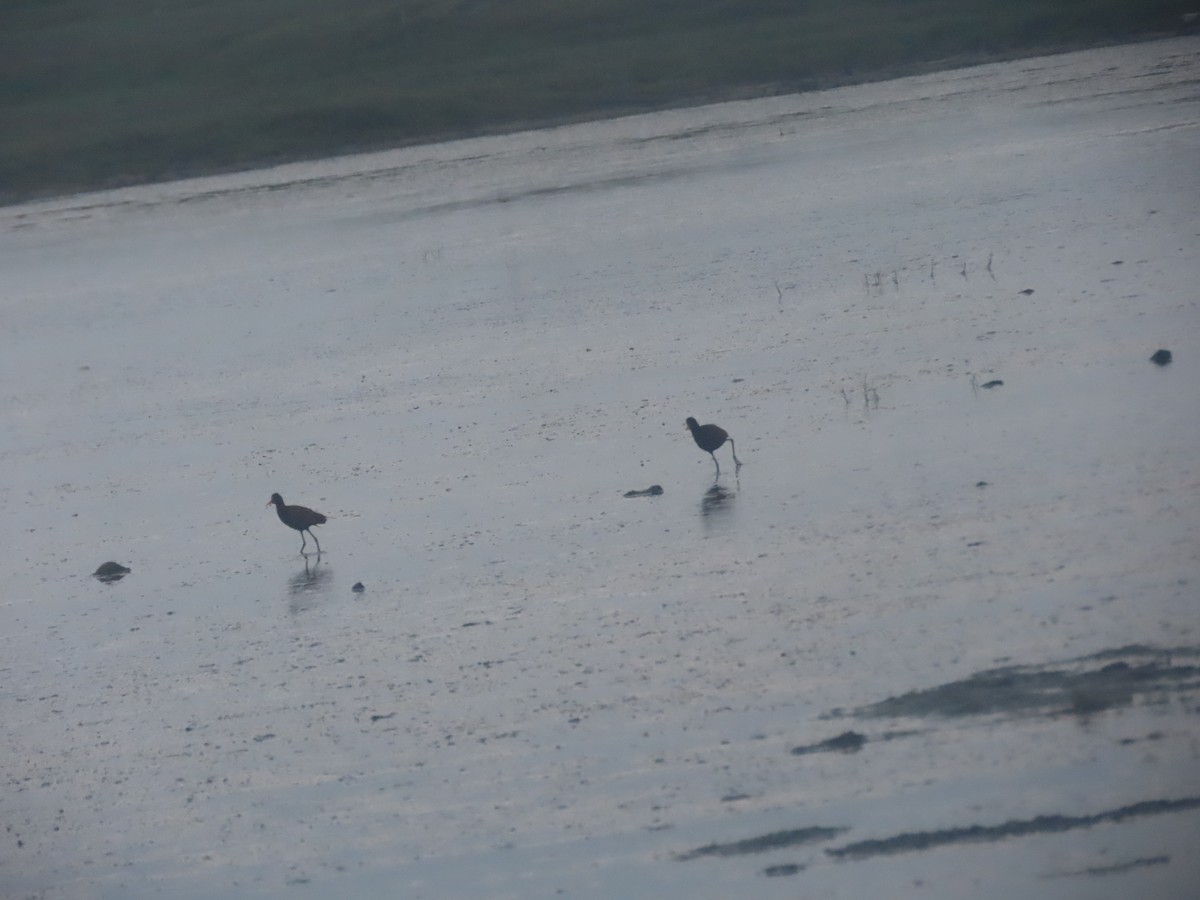 Lesser Yellowlegs - ML621309003