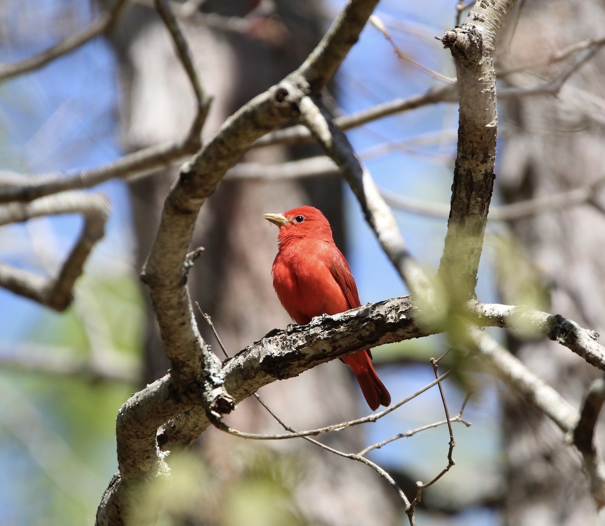 Summer Tanager - ML621309026