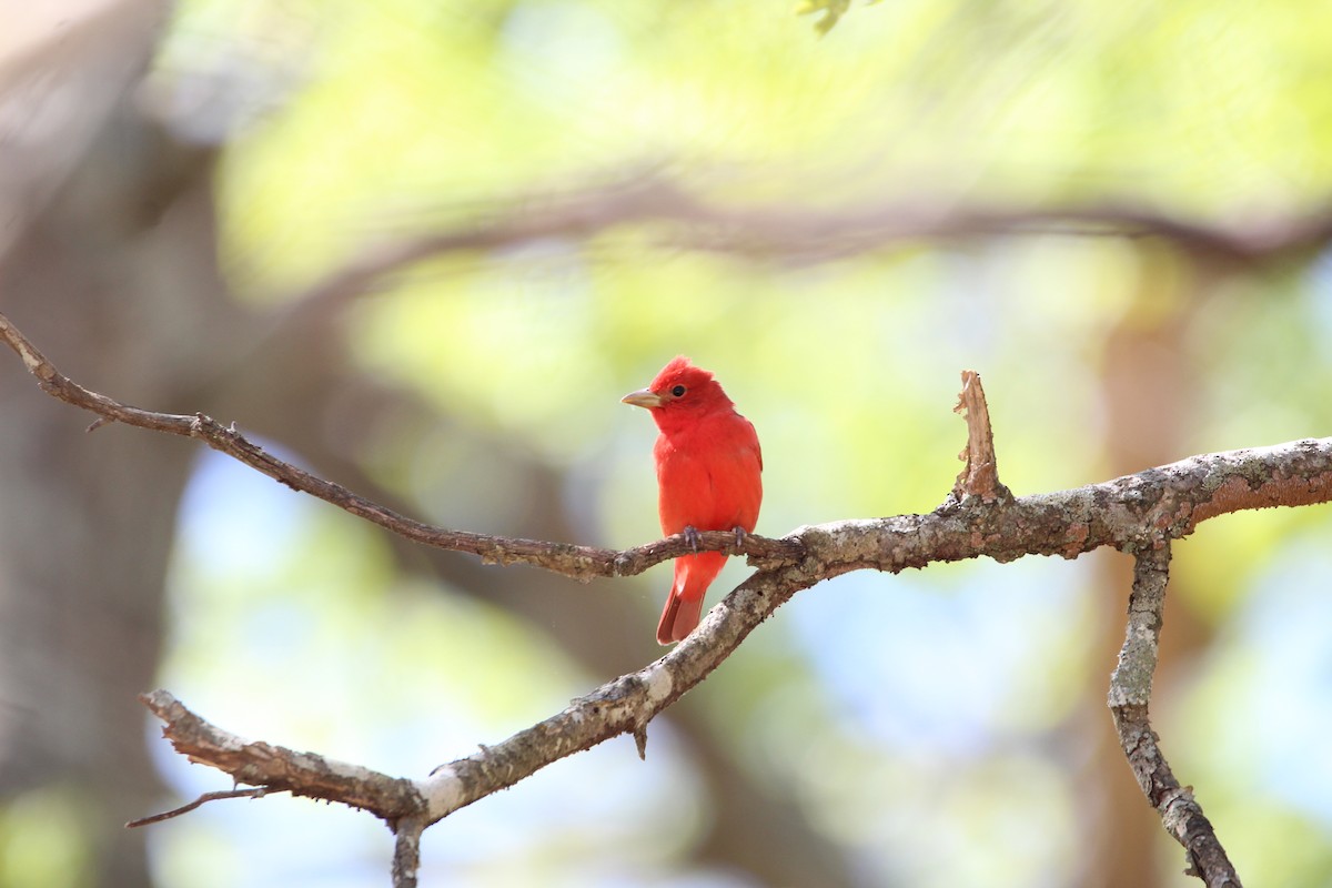 Summer Tanager - ML621309027