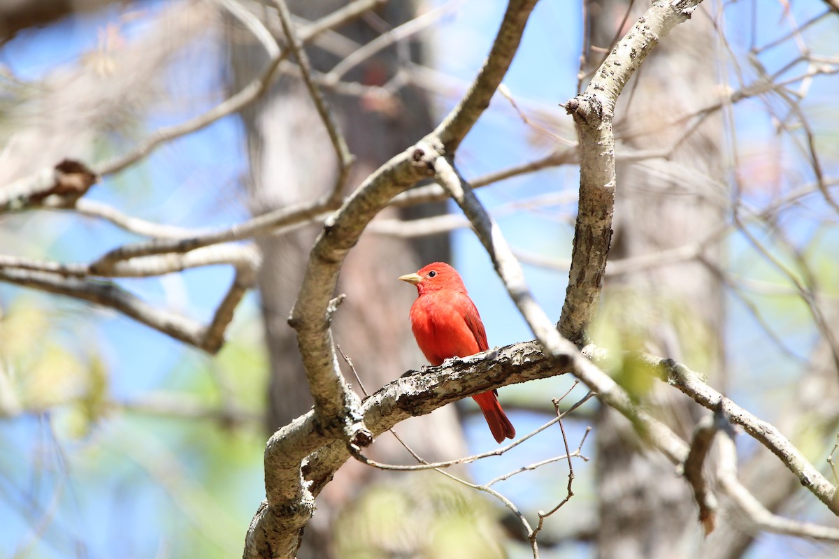 Summer Tanager - ML621309028