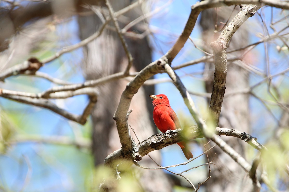 Summer Tanager - ML621309029