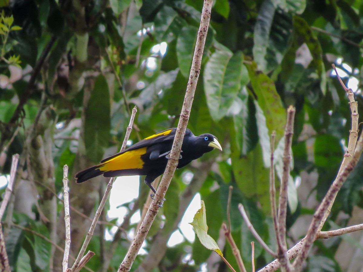 Yellow-rumped Cacique - ML621309033