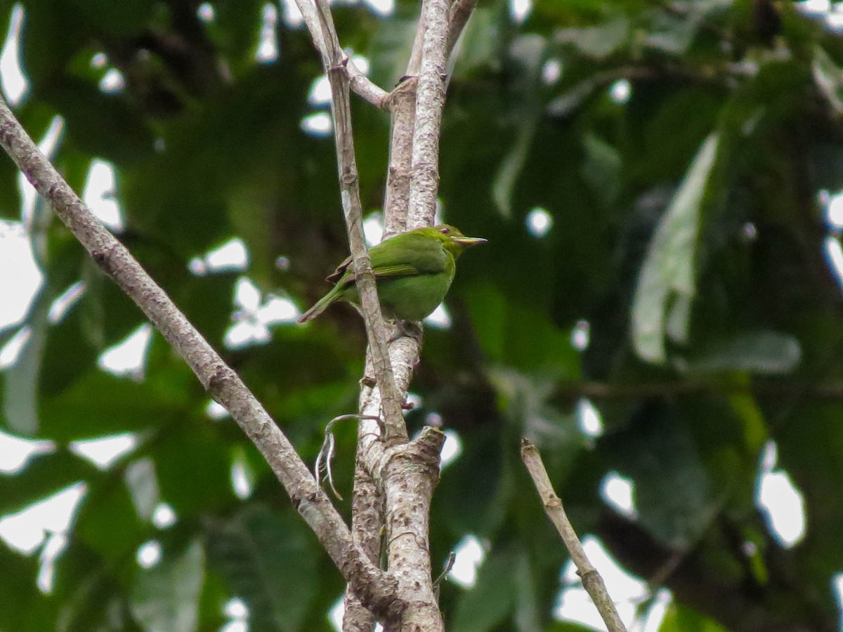 Green Honeycreeper - ML621309075