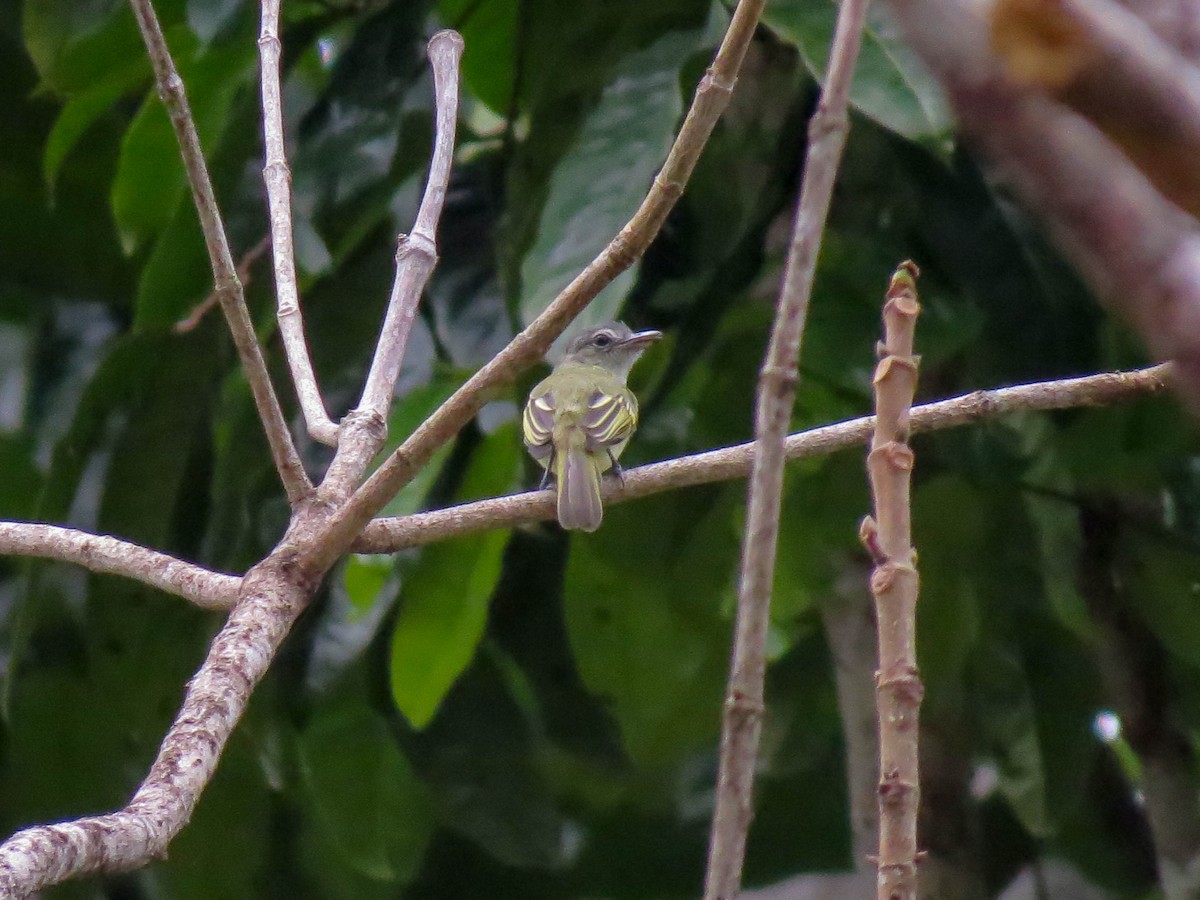 Gray-crowned Flatbill - ML621309078