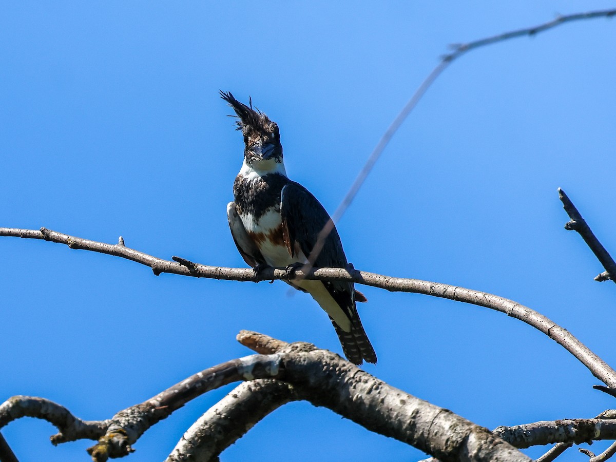 Belted Kingfisher - ML621309092