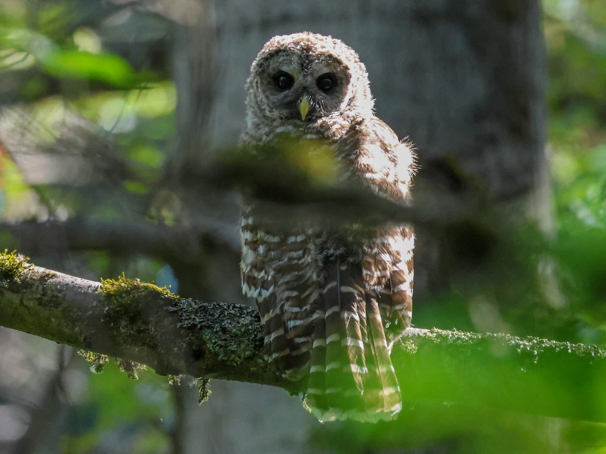 Barred Owl - ML621309098