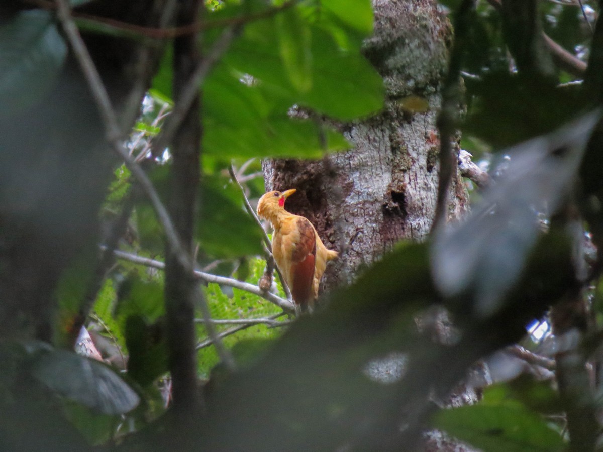 Cream-colored Woodpecker - ML621309100