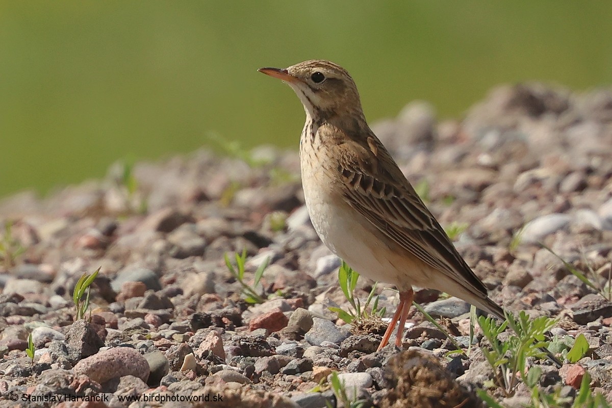 Richard's Pipit - ML621309104