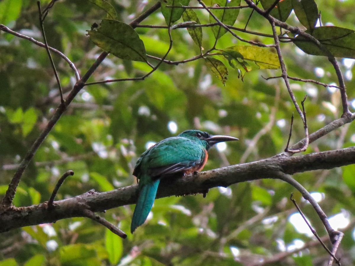 Great Jacamar - ML621309106