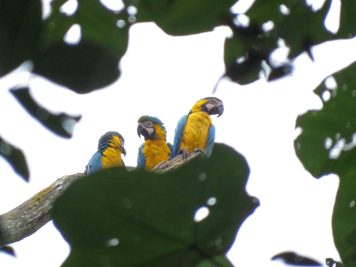 Blue-and-yellow Macaw - ML621309109