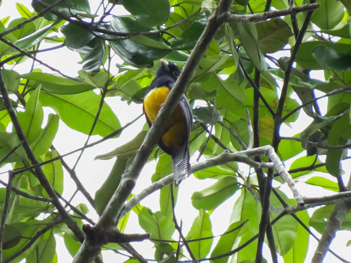 Guianan Trogon - ML621309115