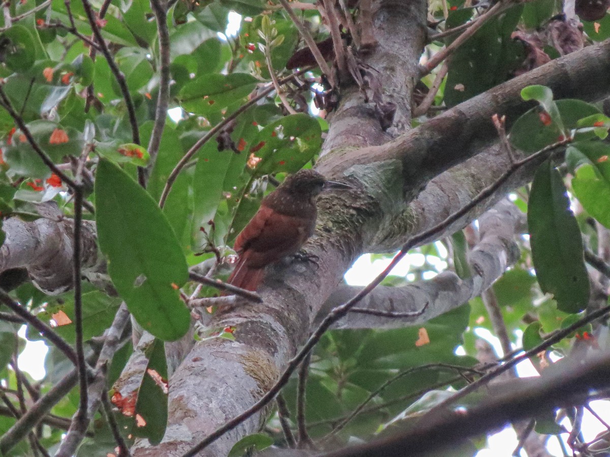 Chestnut-rumped Woodcreeper - ML621309117