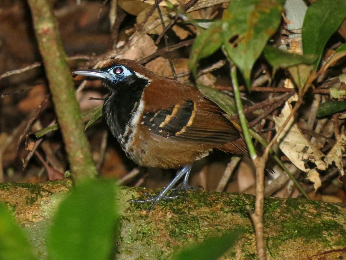 Ferruginous-backed Antbird - ML621309122