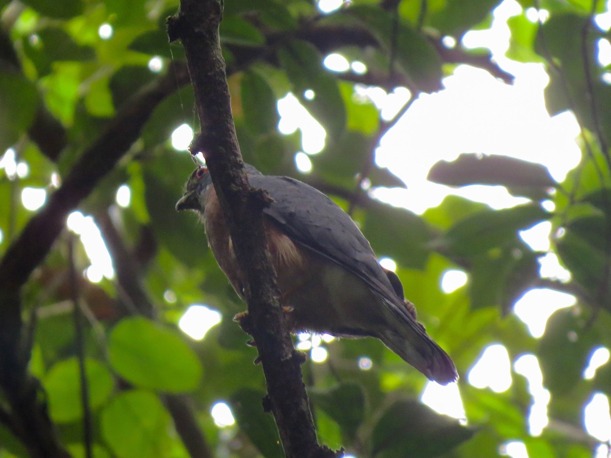 Double-toothed Kite - ML621309126