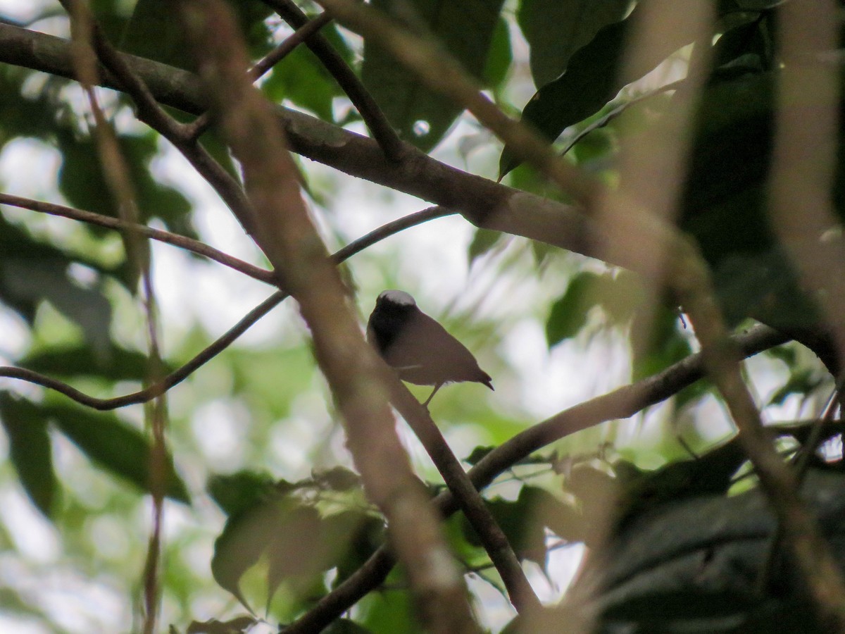 White-crowned Manakin - ML621309132