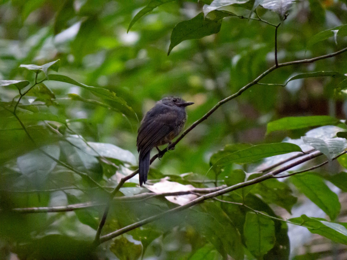 Cinereous Antshrike - ML621309142