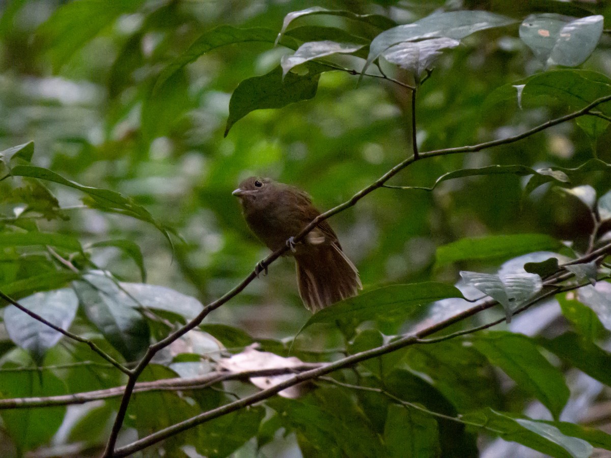 Cinereous Antshrike - ML621309143