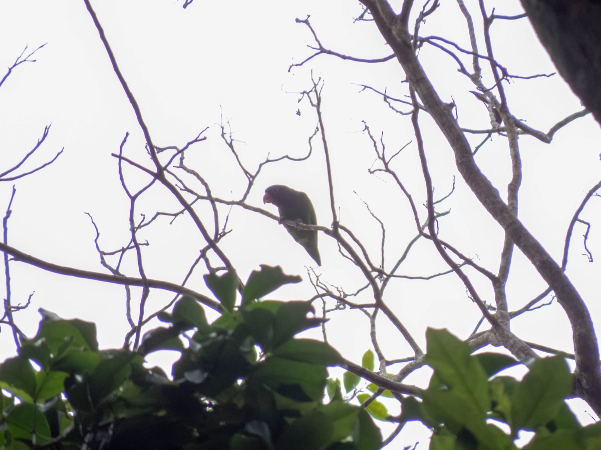 Golden-winged Parakeet - ML621309148